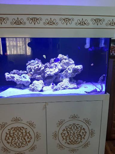 عکس فروشگاه آکواریوم آبشور اکوا ریف