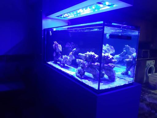 عکس فروشگاه آکواریوم آبشور اکوا ریف