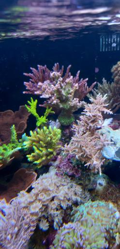 عکس فروشگاه آکواریوم آبشور اکوا ریف