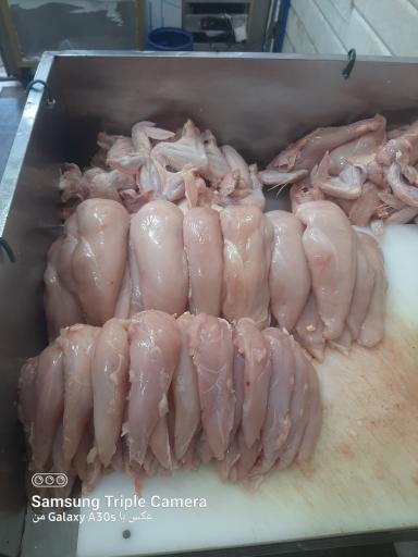 عکس مرغ و ماهی شایان اصغرزاده