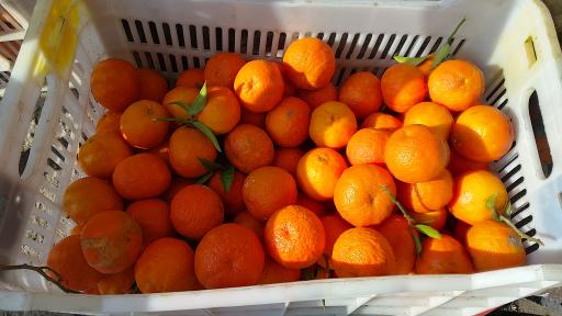 مرکبات مصطفی یگانه 