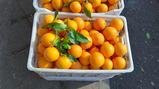 مرکبات مصطفی یگانه 