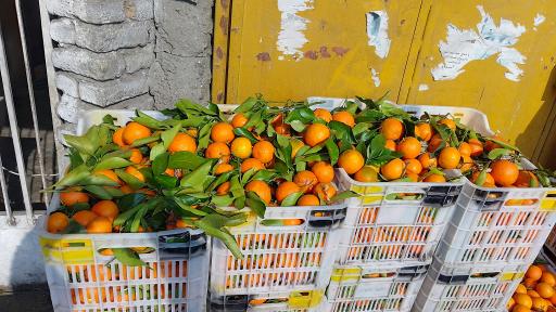 عکس مرکبات مصطفی یگانه 