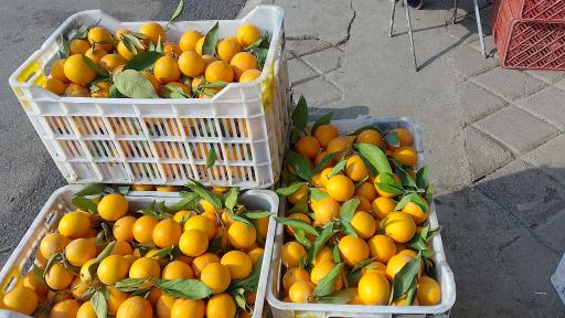 مرکبات مصطفی یگانه 