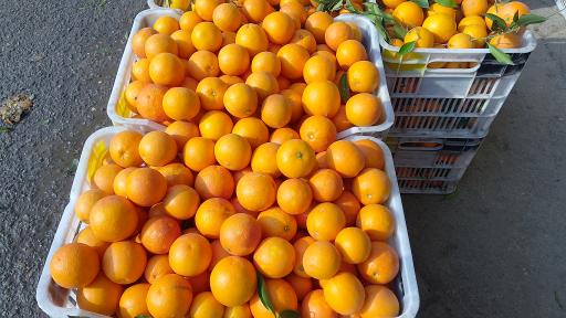 عکس مرکبات مصطفی یگانه 