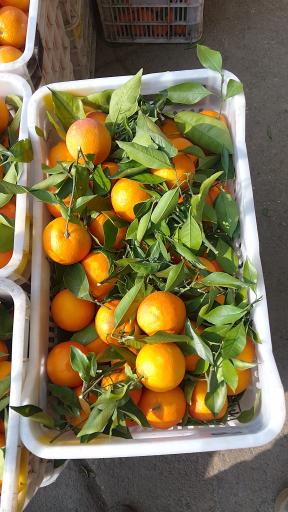 مرکبات مصطفی یگانه 