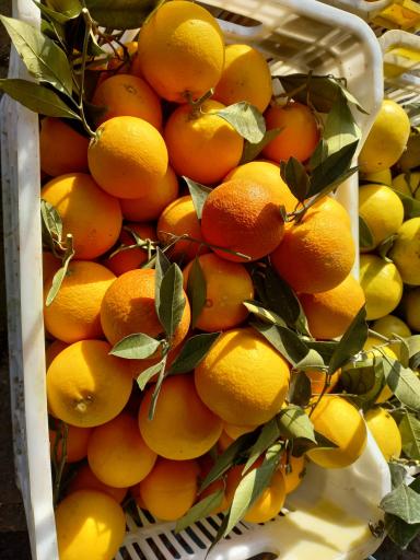 مرکبات مصطفی یگانه 