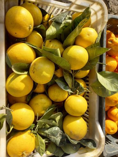 مرکبات مصطفی یگانه 