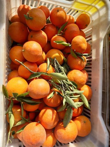 مرکبات مصطفی یگانه 