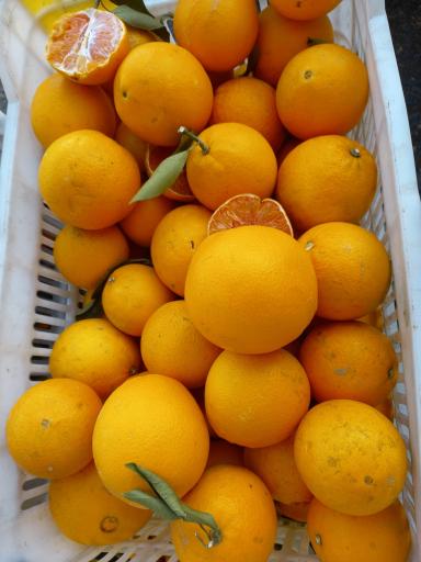 مرکبات مصطفی یگانه 