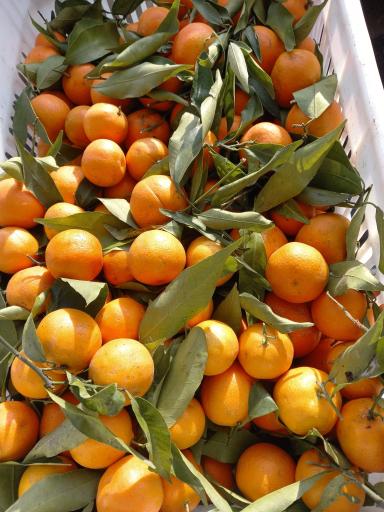 مرکبات مصطفی یگانه 