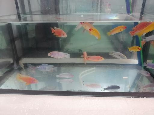 عکس اکواریوم رامیز اکسپو