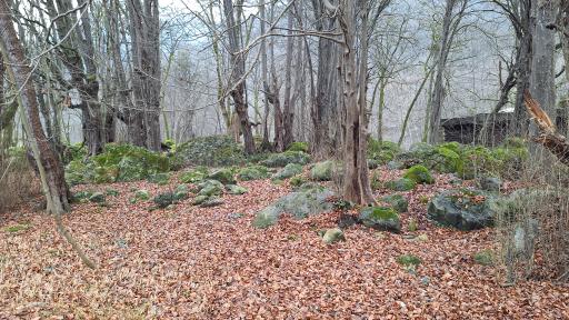 هتل جنگلی چالدره