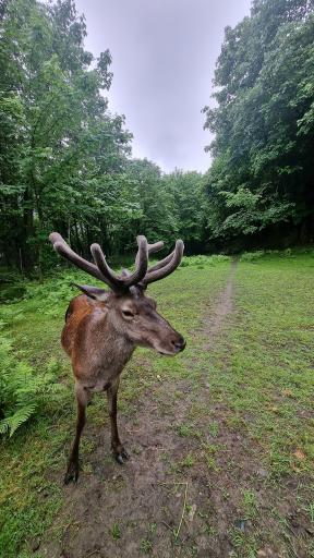 هتل جنگلی چالدره