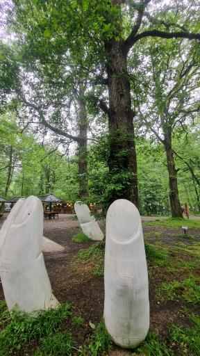 هتل جنگلی چالدره