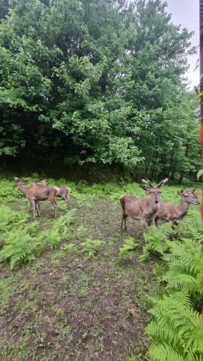 هتل جنگلی چالدره