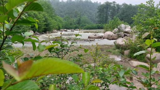 عکس هتل جنگلی چالدره