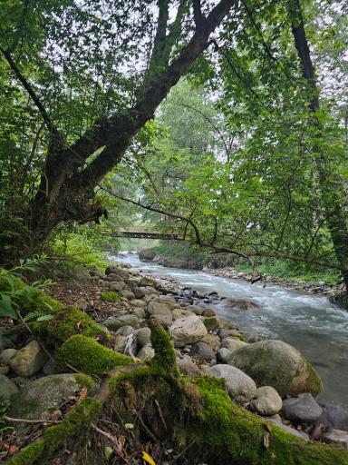 عکس هتل جنگلی چالدره