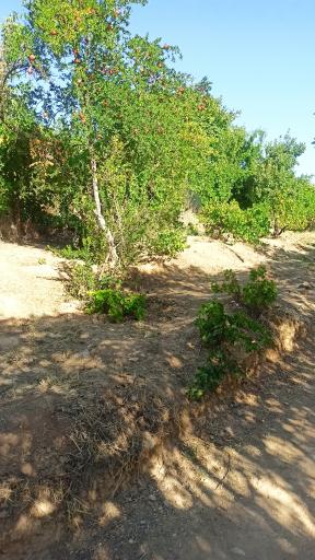 عکس پیاده راه سلامت بهشت