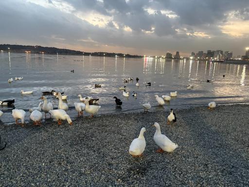 عکس دریاچه خلیج فارس