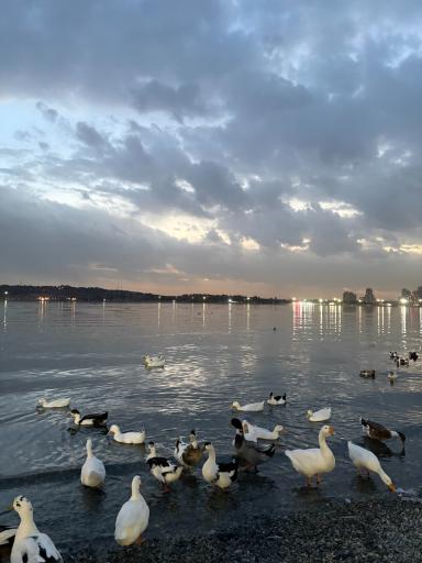 عکس دریاچه خلیج فارس