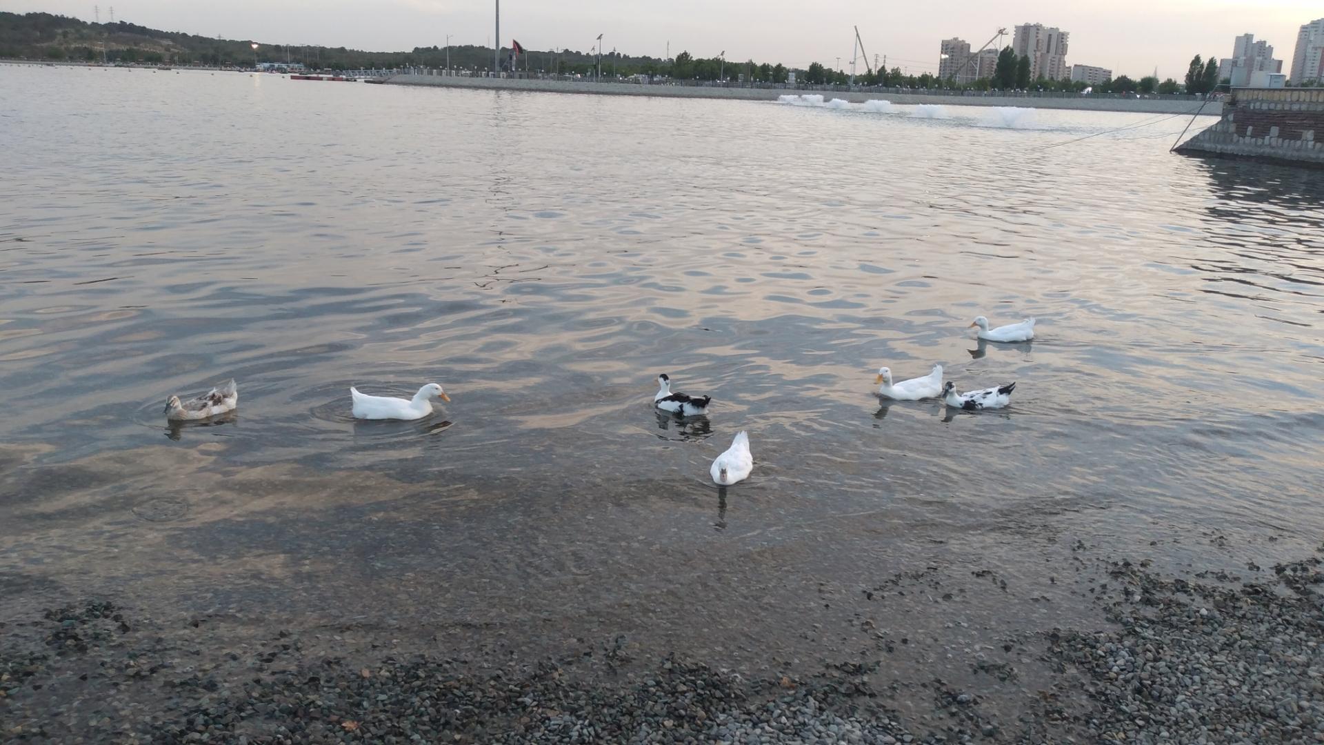 عکس دریاچه خلیج فارس