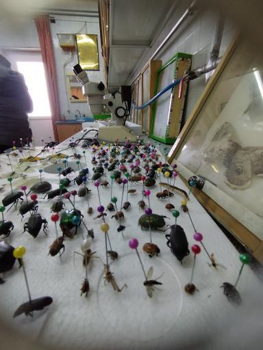 عکس شرکت سم پاشی و دفع حشرات سلامت سم تبریز