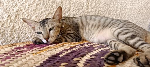 عکس اقامتگاه کاخ ما