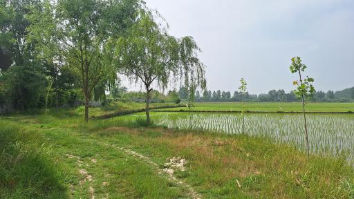 سیارکلا