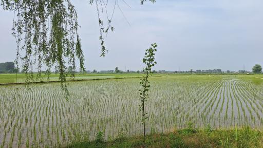 عکس سیارکلا