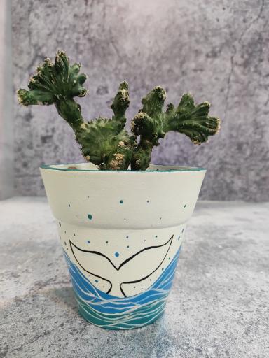 عکس گلفروشی کاکیلنت