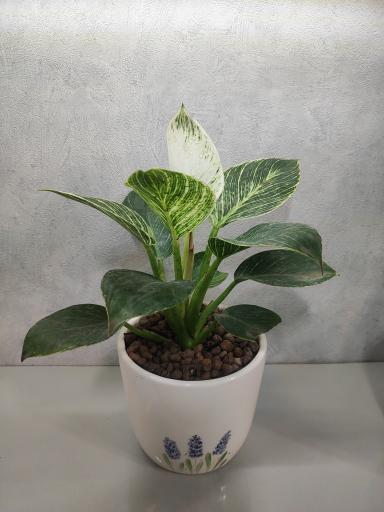 عکس گلفروشی کاکیلنت