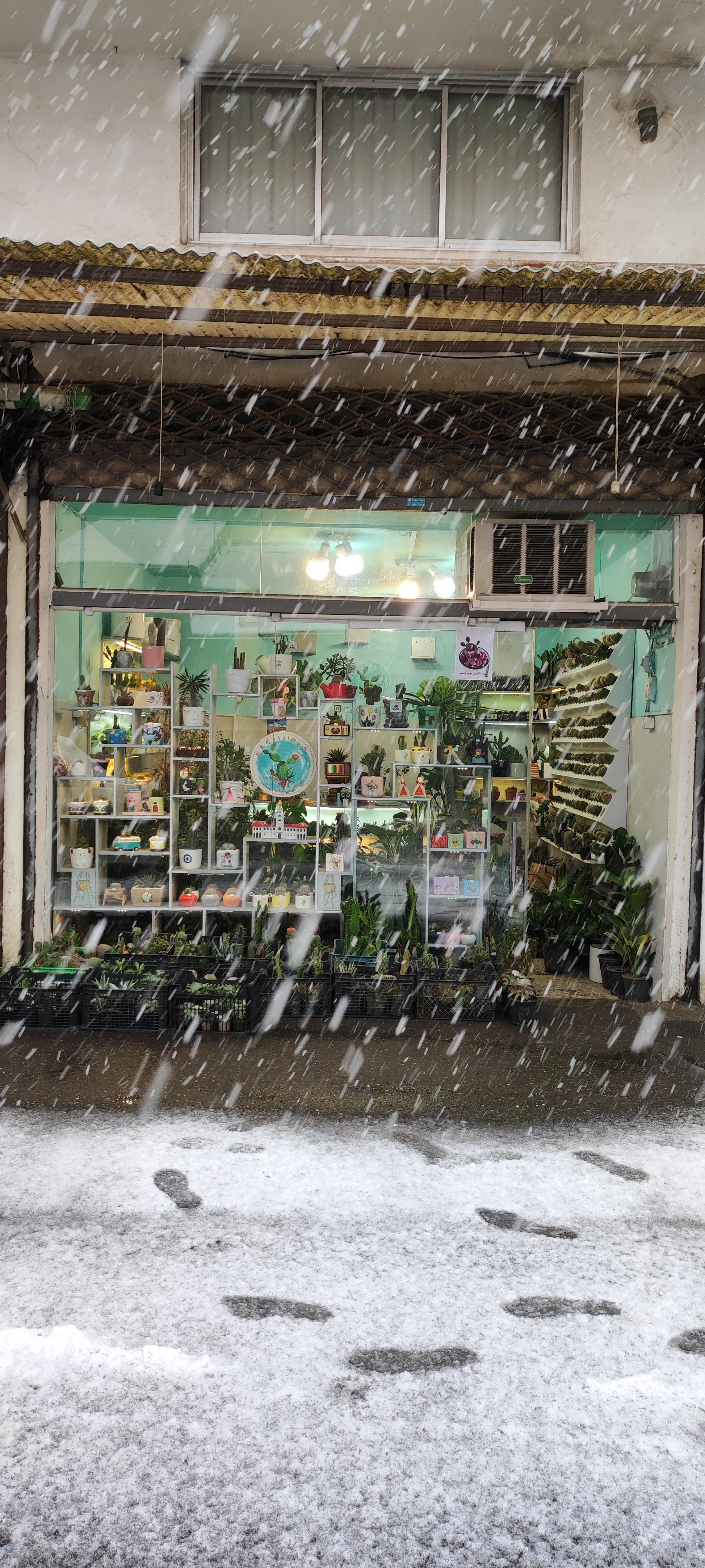 عکس گلفروشی کاکیلنت