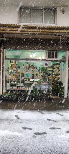 عکس گلفروشی کاکیلنت