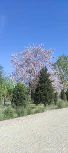 عکس مسجد امام علی (ع)