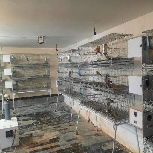 عکس سالن پرورش طوطی