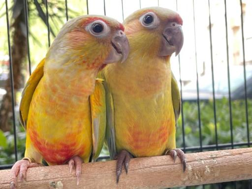 عکس پرنده فروشی مرغ سحر