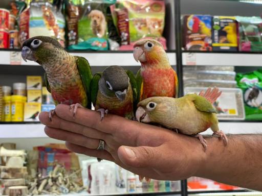 عکس پرنده فروشی مرغ سحر