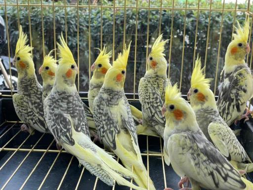 عکس پرنده فروشی مرغ سحر