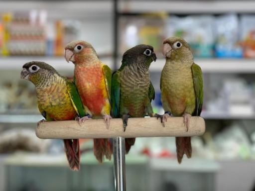 عکس پرنده فروشی مرغ سحر