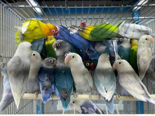 عکس پرنده فروشی مرغ سحر