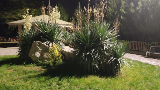 عکس بوستان گل‌های نرگس