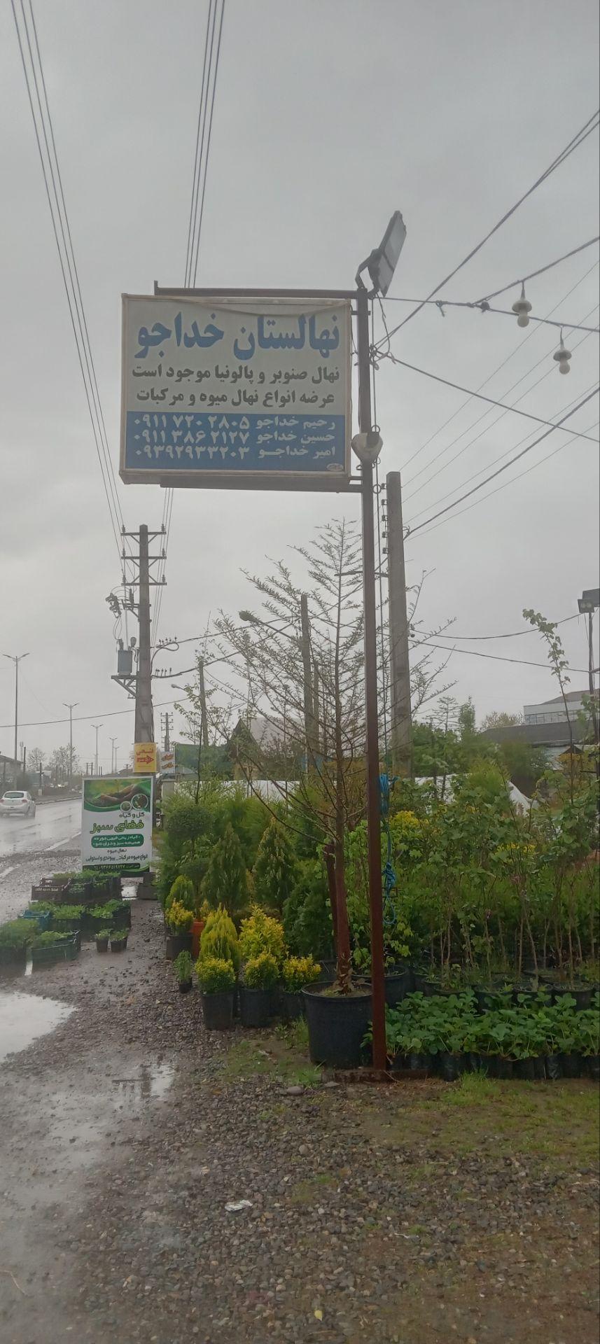 عکس نهالستان میوه و صنوبر خداجو