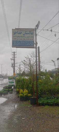عکس نهالستان میوه و صنوبر خداجو