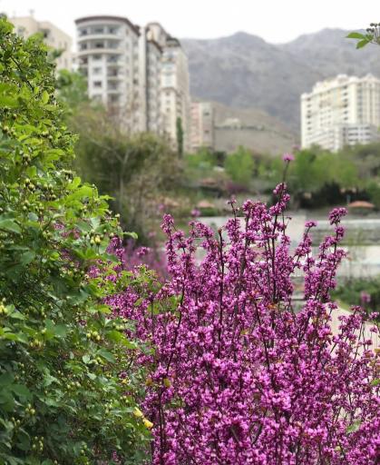 عکس بوستان ساسان