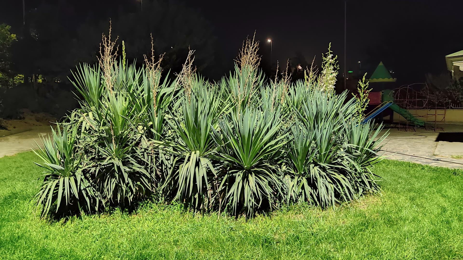 عکس بوستان گل‌های نرگس