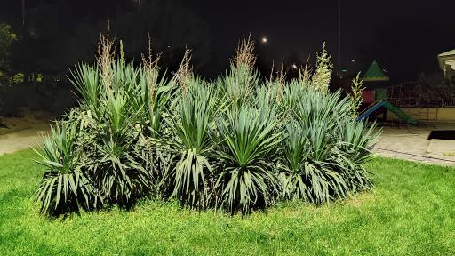 عکس بوستان گل‌های نرگس