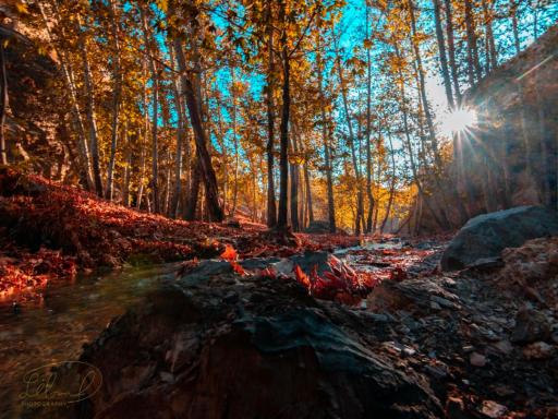 عکس پارک جنگلی طبیعت پردیس شاندیز