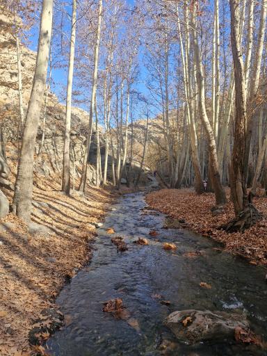 عکس پارک جنگلی طبیعت پردیس شاندیز