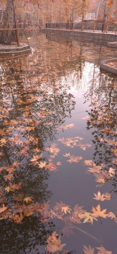 عکس پارک جنگلی طبیعت پردیس شاندیز